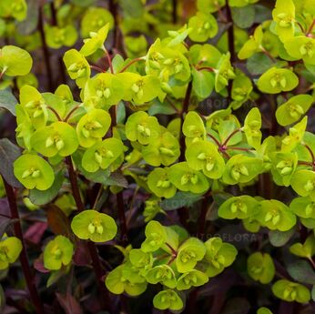 Purpurea