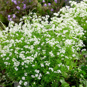 Galium odoratum