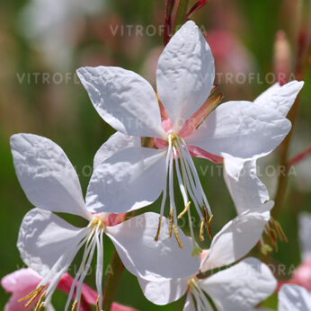Gaura lindheimeri