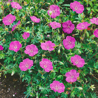 Kashmir Pink