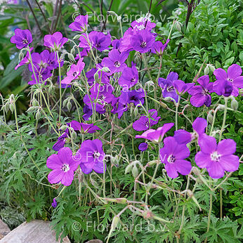 Kashmir Purple