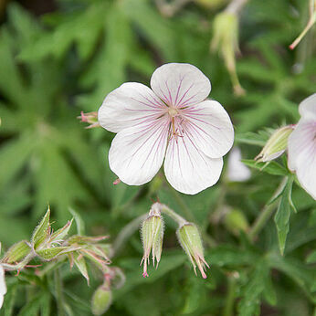 Kashmir White