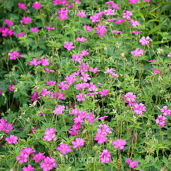 Wargrave Pink