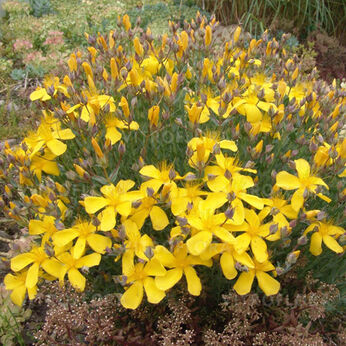 Grandiflorum