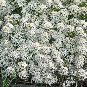 Alexander's White