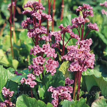 Bergenia cordifolia