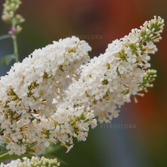 Dreaming White