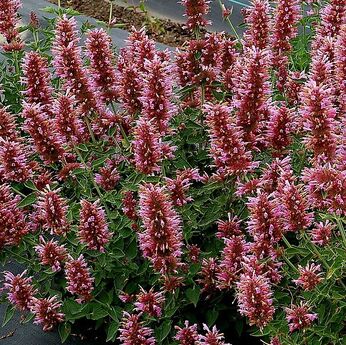 Poquito™ Lavender