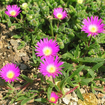 Delosperma suntherlandii