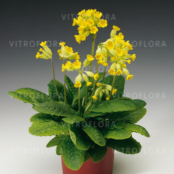 Cabrillo Yellow