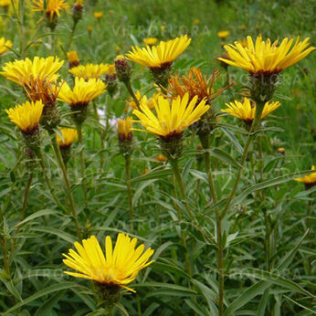 Inula ensifolia