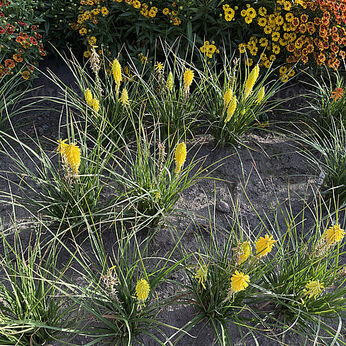 KNIPHOFIA MEDIUM YELLOW 2023-102