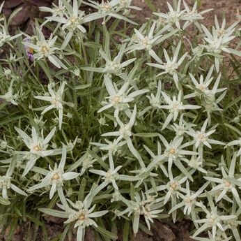 Star of Alps