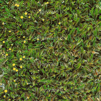 Leptinella squalida