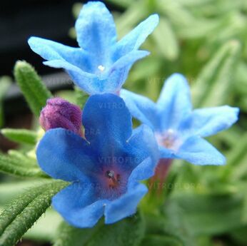 Heavenly Blue
