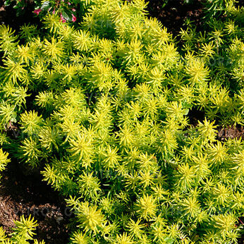 Sedum reflexum / S. rupestre