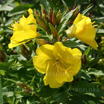 Oenothera tetragona