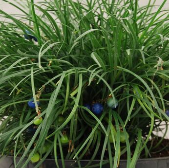 Ophiopogon chingii
