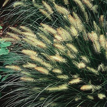 Pennisetum alopecuriodes