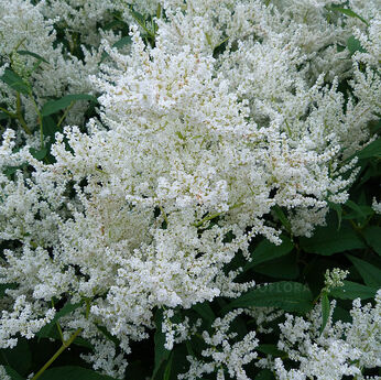 Persicaria polymorpha