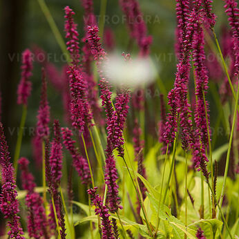 Cottesbrook Gold