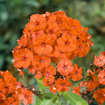 Orange Perfection