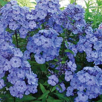 Blue Paradise