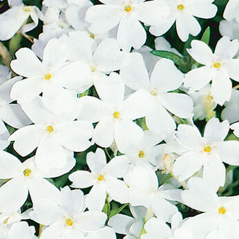 White Delight