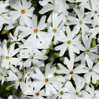 Snowflake