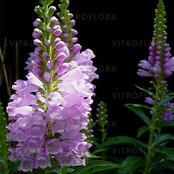 Rosea