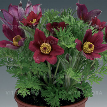 Pinwheel Dark Red