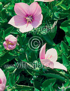 Astra Pink