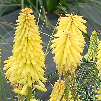 Poco Yellow