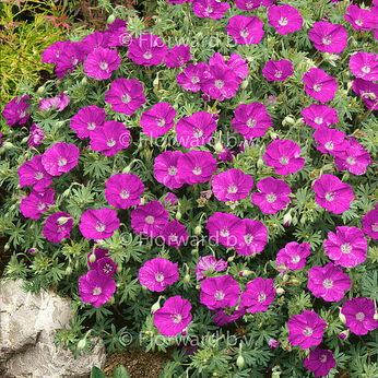 Geranium sanguineum