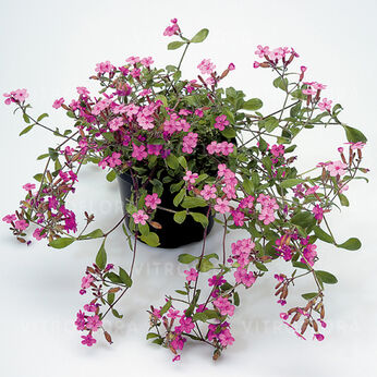 Saponaria ocymoides