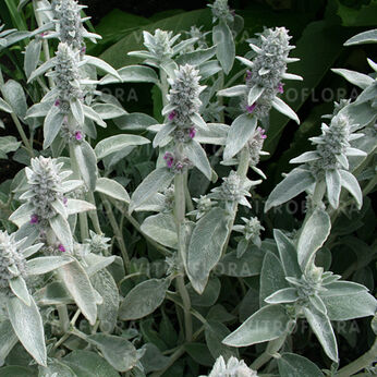 Stachys byzantina