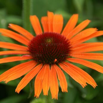 Orange Skipper