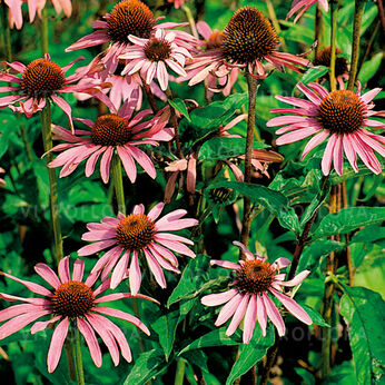 Echinacea purpurea