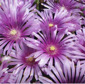 Sundella Lavender