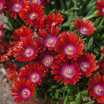 Sundella Red