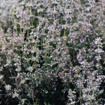 Thymus serphyllum