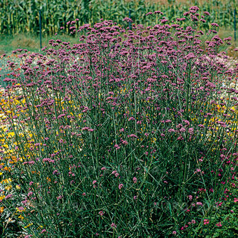 Verbena bonariensis