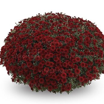 Rowan Imp.