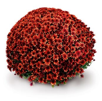 Aduro Orange