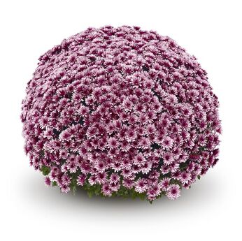 Aduro Pink