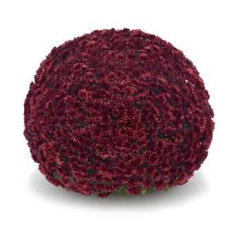 Aduro Red