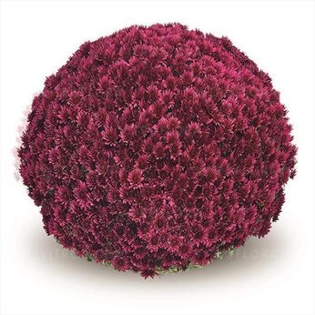 Aduro Purple