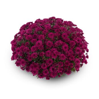 Amadore Purple