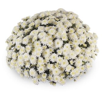 Amadore White