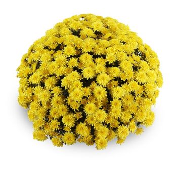 Amadore Yellow